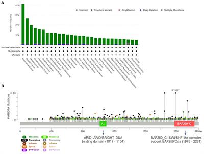 ARID1A in cancer: Friend or foe?